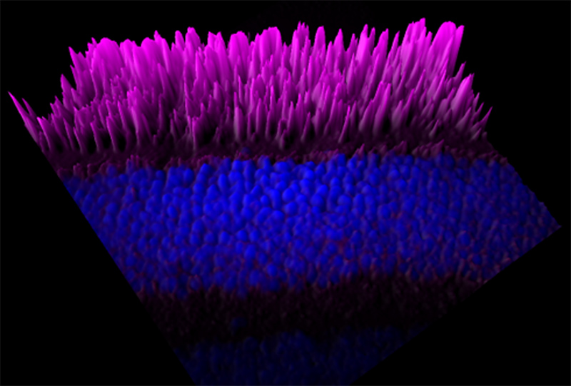 3D representation of opsin expression in photoreceptors