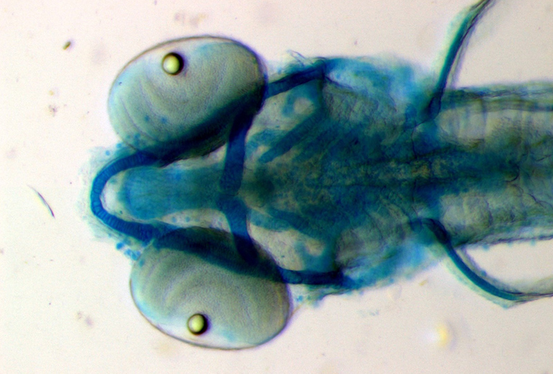 Alcian staining of 5dpf Zebrafish larvae