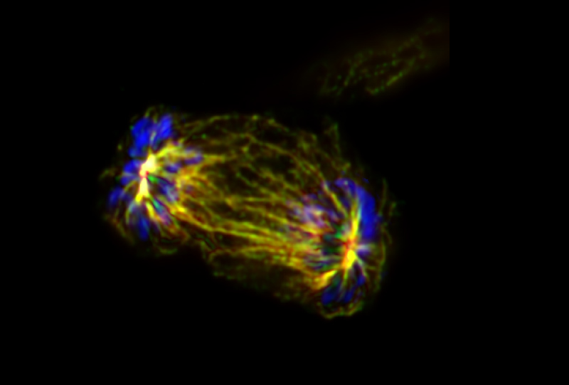 Bipolar Mitotic spindles in HEK293T cells