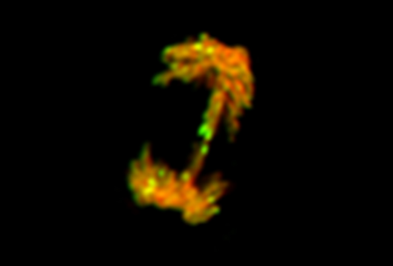 Gamma H2AX expression during Anaphase