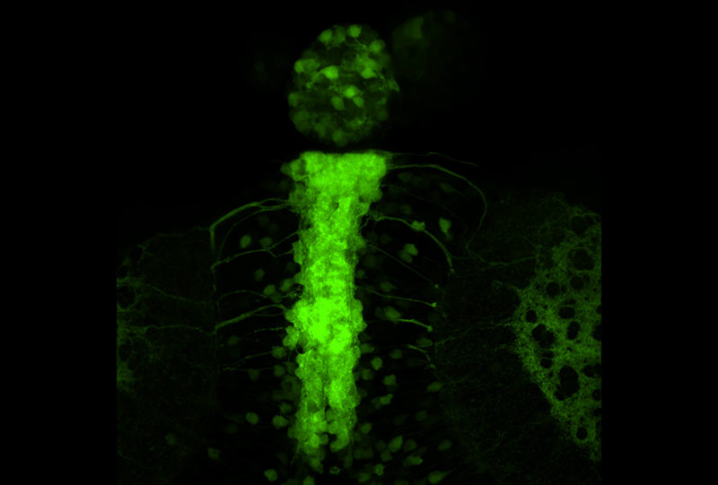 Neurod expression in zebrafish brain