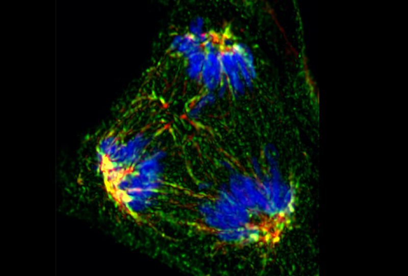 Tripolar Mitotic spindles in LLGL2 mutant cells